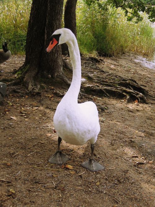 swan bird animal