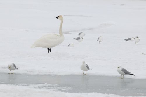 swan winter snow