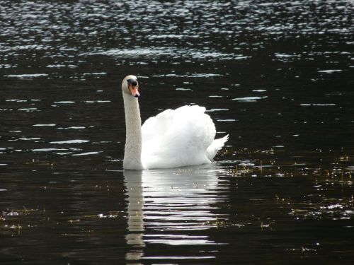 swan animal bird