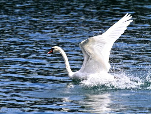 swan bird animal