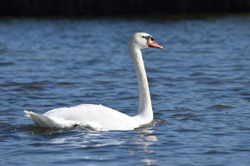 swan waterfowl water