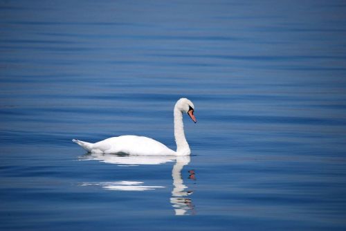 swan bird animal