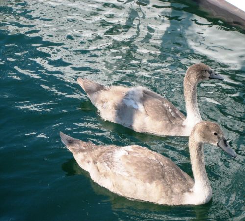 swan water animal children