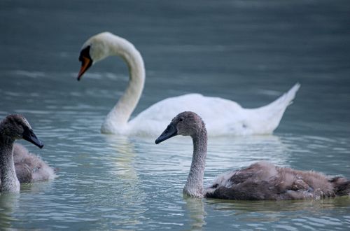 swan bird water bird
