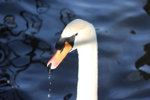 swan animal water bird