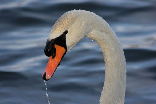 swan animal water bird