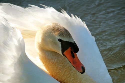 swan water wing