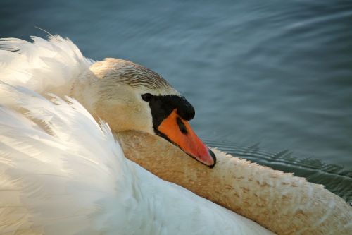 swan water wing