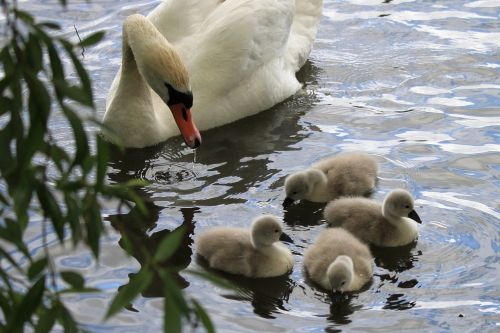 swan babies chicks