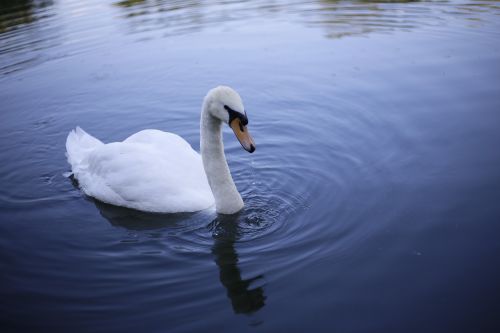 swan lake pond