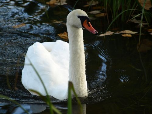 swan bird animal