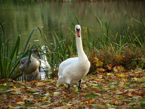 swan bird animal