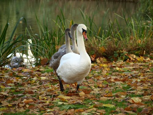 swan bird animal