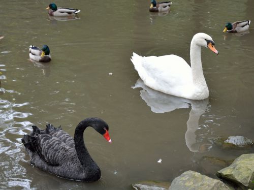 swan duck water bird