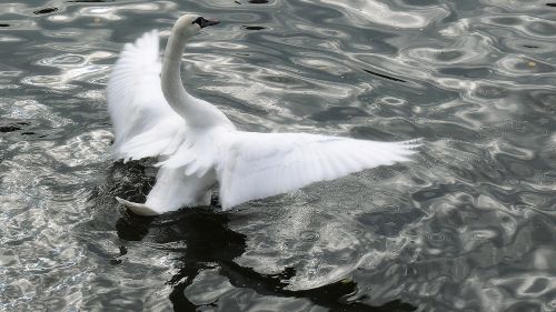 swan my dear swan white