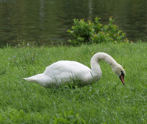 swan animal bird