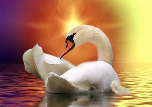 swan golden water