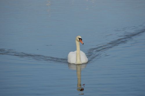 swan more bird