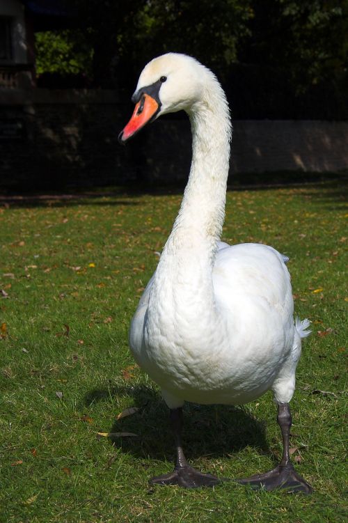 swan animal water bird