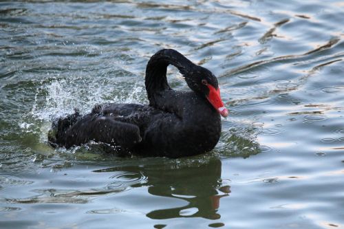 swan mourning swan black swan