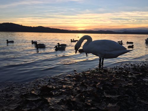 swan sunset lake