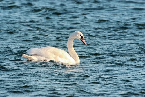 swan water swim