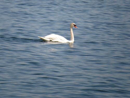 swan water swim