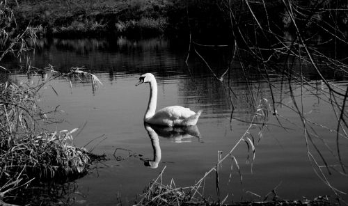 swan lake nature