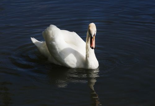 swan lake water