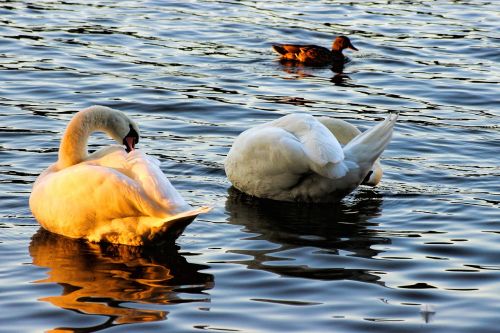 swan swans evening sun