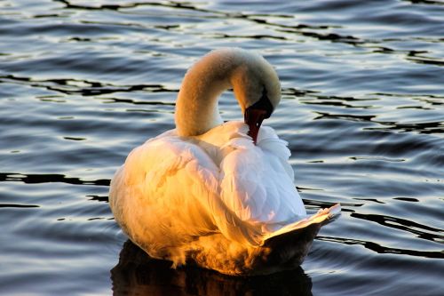 swan evening sun plumage