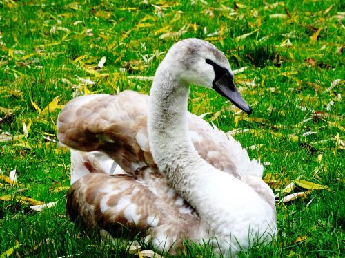 swan young swan cygnet