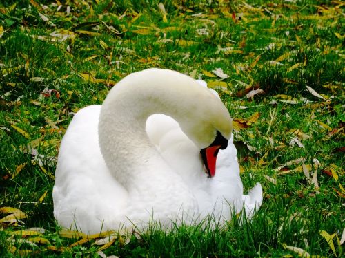 swan water bird animal