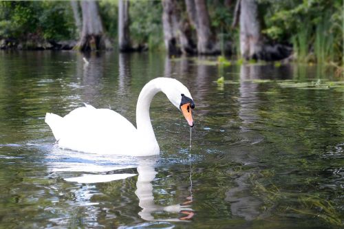 swan masuria lake