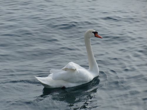 swan bird lake