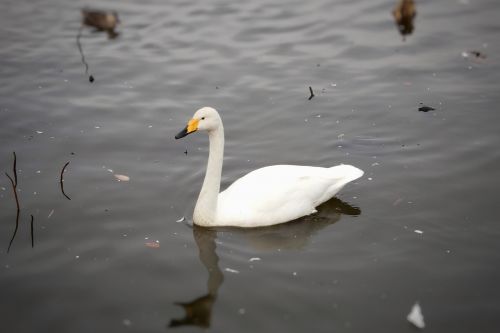 swan bird animal