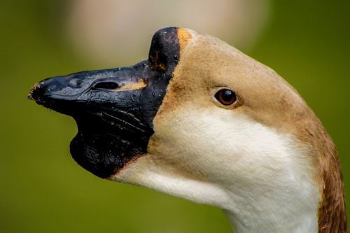 swan bird the head of the