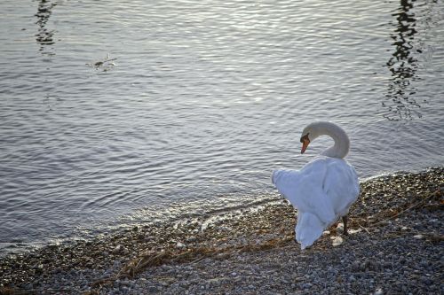 swan lake water