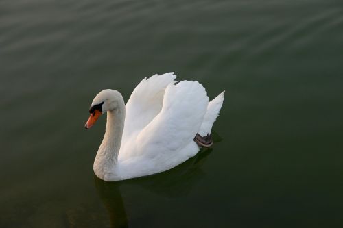 swan water bird