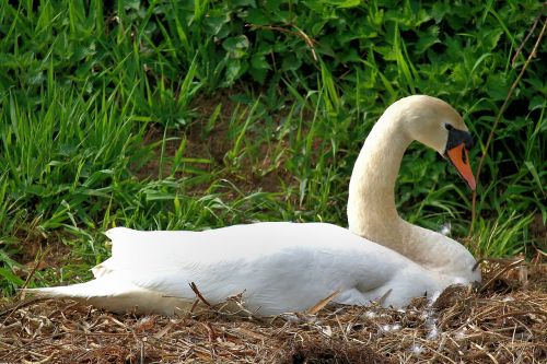 swan mute swan white