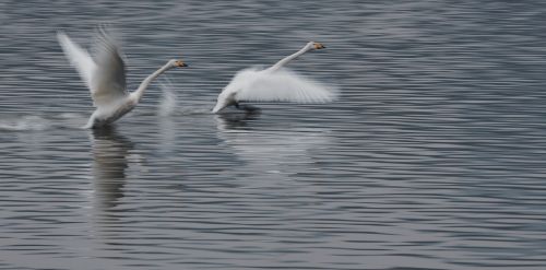 swan take off competition