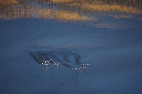 swan take off yellow river