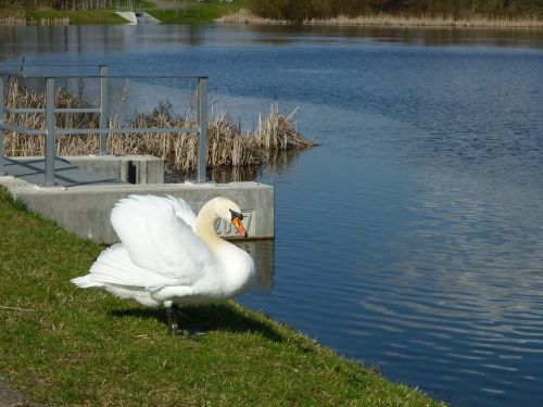 swan lake spring