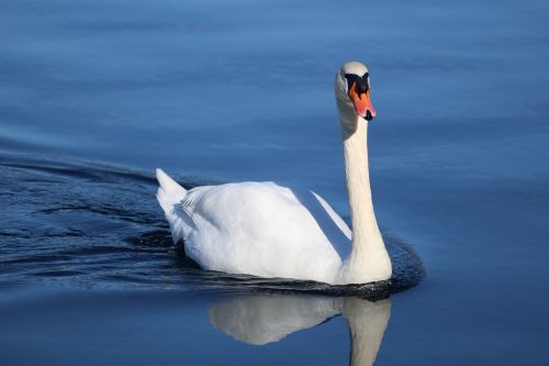 swan lake bird