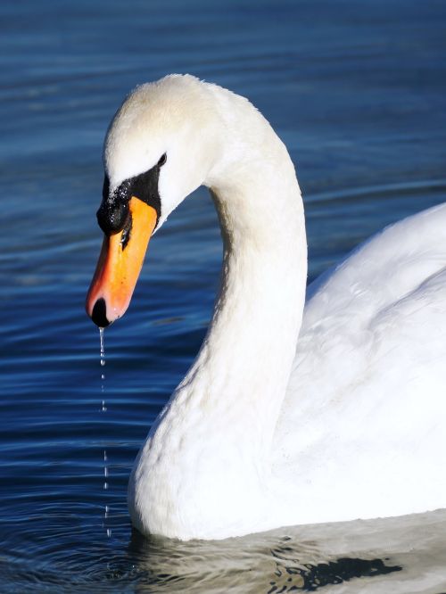 swan white water