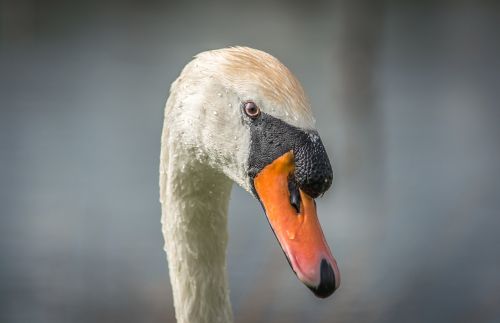 swan bird beak