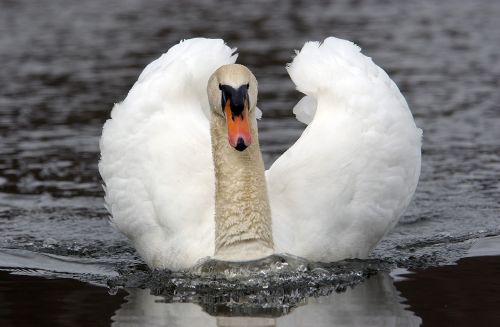 swan noble water