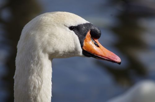 swan bird white