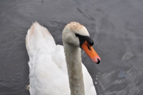 swan water bird