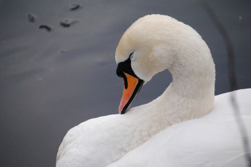 swan neck white